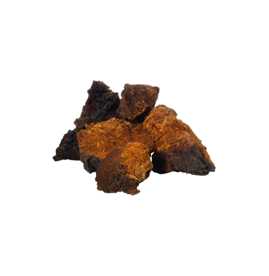 Raw Chaga mushroom.